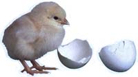 Chicken And Egg