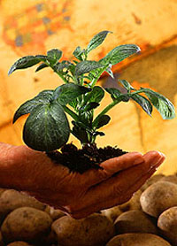 Gmo Crop