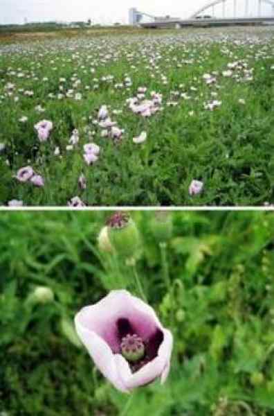 poppies.jpg